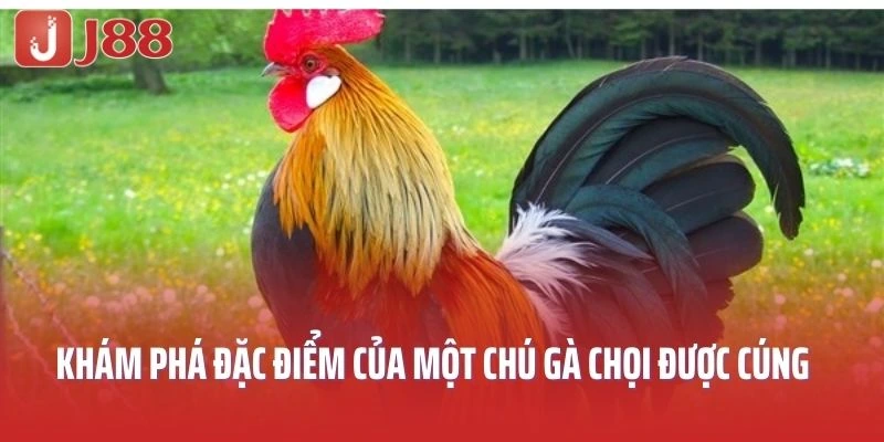 Khám phá đặc điểm của một chú gà chọi được cúng