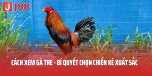 Cách xem gà tre J88 hiệu quả