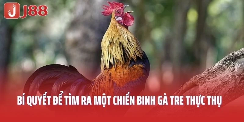 Chia sẻ bí quyết để tìm ra một chiến binh gà tre thực thụ