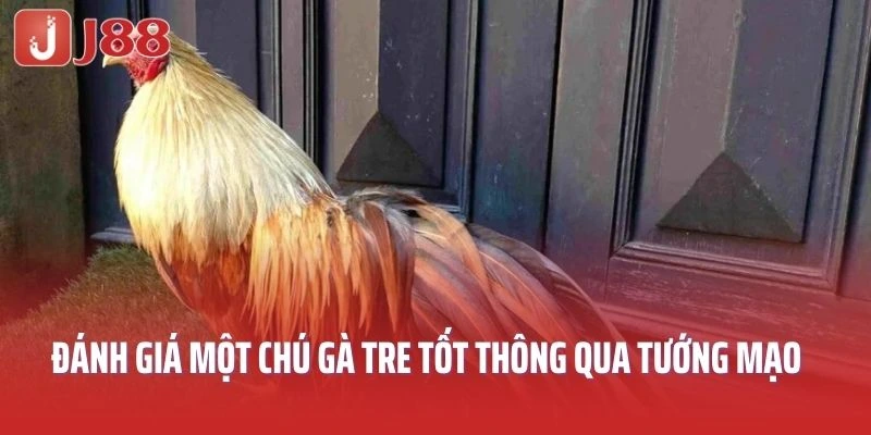 Đánh giá một chú gà tre tốt thông qua tướng mạo