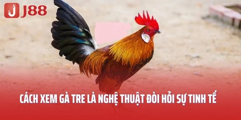 Xem gà tre là nghệ thuật độc đáo đòi hỏi sự tinh tế