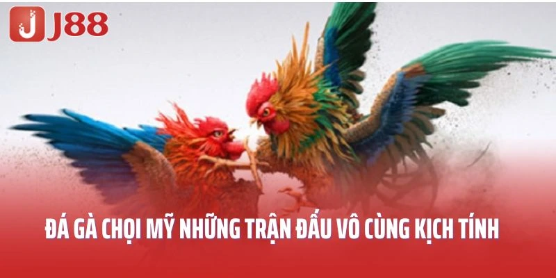 Đá gà chọi Mỹ mang đến những trận đấu vô cùng kịch tính và hồi hộp