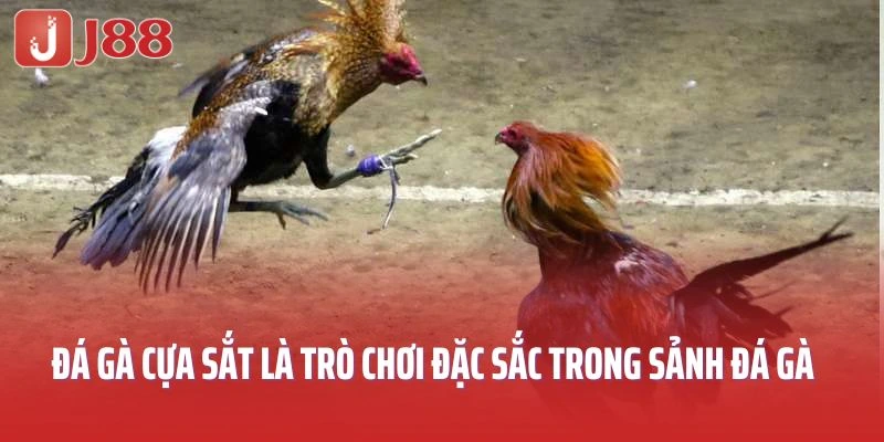 Đá gà cựa sắt là trò chơi đặc sắc trong sảnh đá gà J88