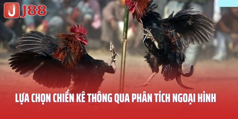 Lựa chọn chiến kê thông qua phân tích ngoại hình